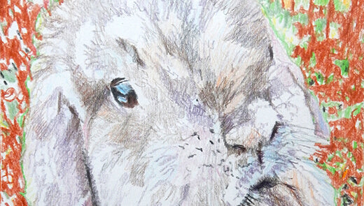 Pet portraits: Dexter the lop-eared rabbit