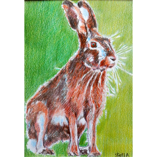 Harold the hare pencil on paper artwork by Stella Tooth