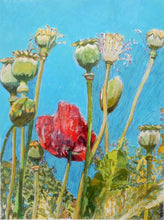 Load image into Gallery viewer, Original oil painting by Stella Tooth Top of the poppies
