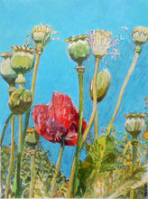 Load image into Gallery viewer, Original oil painting by Stella Tooth Top of the poppies