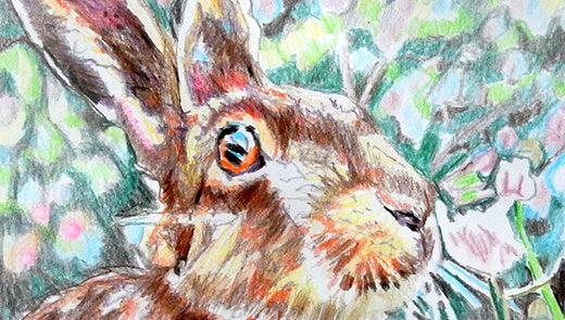 Animal portrait: Harry hare