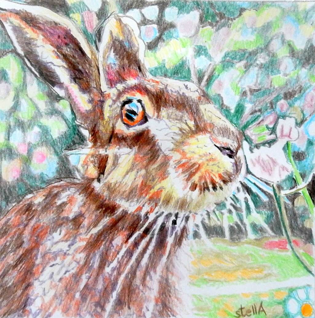 Harry the hare - animal portrait drawing