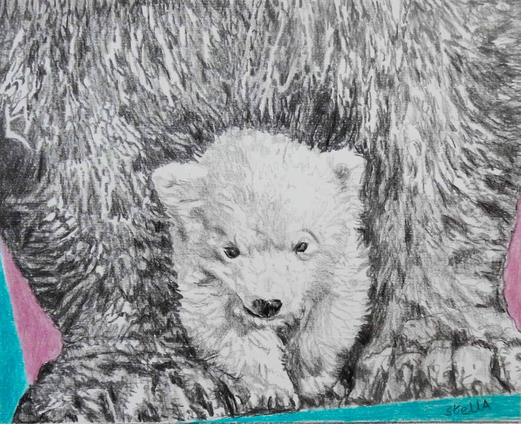 Polar bears pencil on paper artwork by Stella Tooth