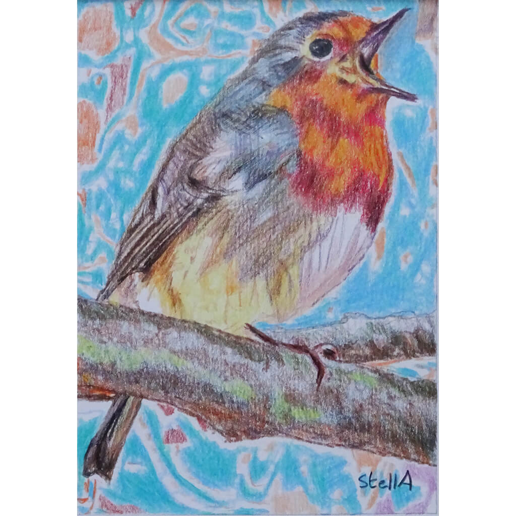 Robin pencil drawing on paper artwork by Stella Tooth